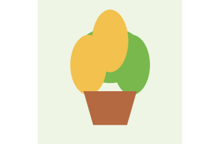 Sedum Sukulentler