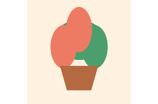 Haworthia Sukulentler